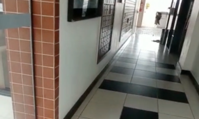 Câmeras do circuito interno do prédio no momento que homem começa a agredir os cachorros