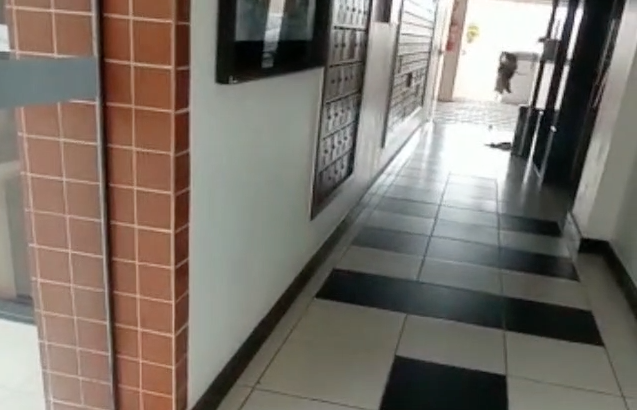 Câmeras do circuito interno do prédio no momento que homem começa a agredir os cachorros