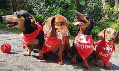 Veja onde deixar o pet em Brasília quando for viajar