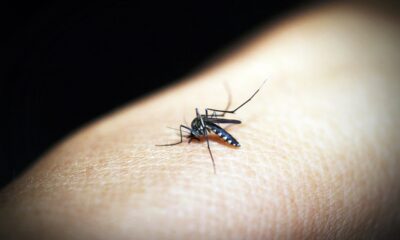 Dengue no DF: Número de casos aumenta