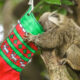 Animais do Zoológico de Brasília ganham presentes de natal