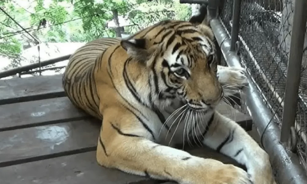 Apareceu um TIGRE em minha sala! Essa é a NOVIDADE da pesquisa do